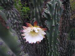 Cereus jamacaru