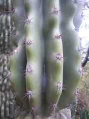 Cereus jamacaru