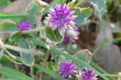 Gomphrena globosa