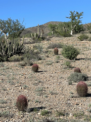 Ferocactus gracilis