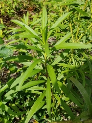 Solidago leavenworthii