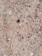 Philolithus sordidus