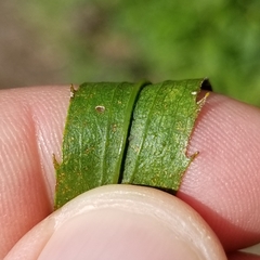 Solidago leavenworthii