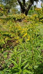 Solidago leavenworthii