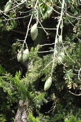 Ceiba aesculifolia