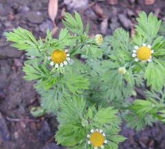 Cotula nigellifolia nigellifolia