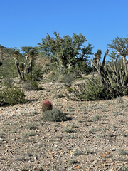 Ferocactus gracilis