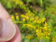 Solidago leavenworthii
