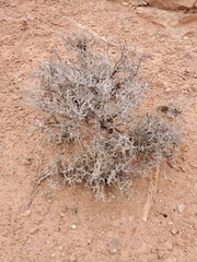 Coleogyne ramosissima