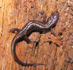 Desmognathus carolinensis