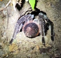 Sericopelma