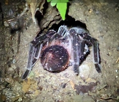 Sericopelma