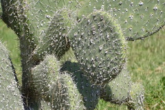 Opuntia leucotricha