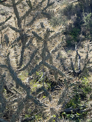 Cylindropuntia molesta