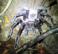 Sericopelma