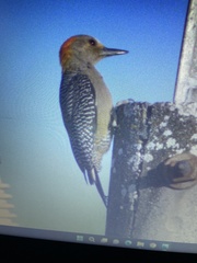 Melanerpes aurifrons