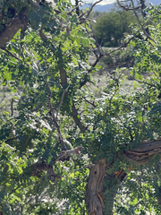 Pachycormus discolor