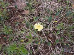Ipomoea obscura obscura