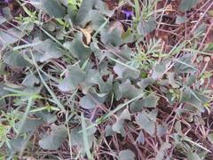 Ipomoea obscura obscura