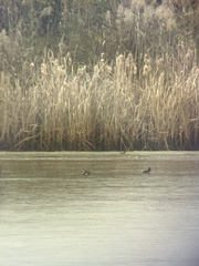 Podilymbus podiceps