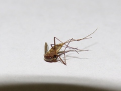 Aedes atlanticus