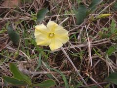 Ipomoea obscura obscura