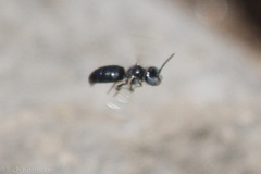 Ceratina