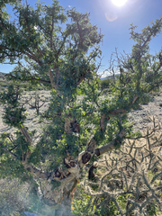 Pachycormus discolor