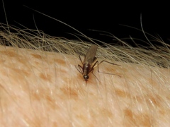 Aedes atlanticus