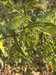 Rhopalomyia capitata
