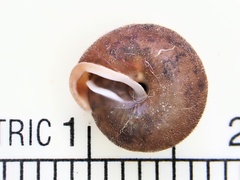Euchemotrema leaii