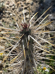 Cylindropuntia molesta