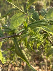 Rhopalomyia capitata