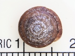 Euchemotrema leaii