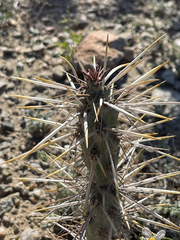 Cylindropuntia molesta