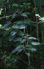 Dendrocnide excelsa
