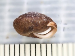 Euchemotrema leaii