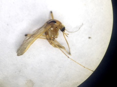 Aedes fulvus pallens