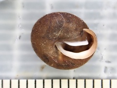 Euchemotrema leaii