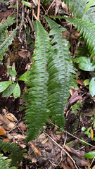 Blechnum chambersii