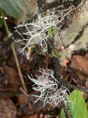 Ramalina farinacea