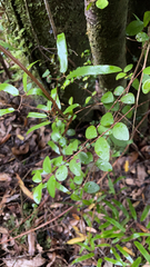 Metrosideros fulgens