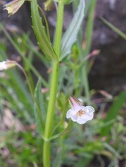 Mimulus strictus