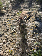 Cylindropuntia molesta