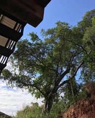 Ficus
