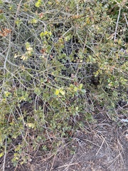 Quercus dumosa
