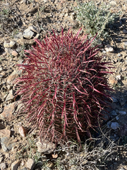 Ferocactus gracilis