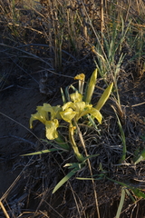 Iris potaninii