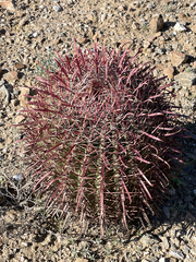 Ferocactus gracilis