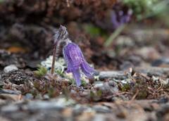 Pulsatilla ambigua